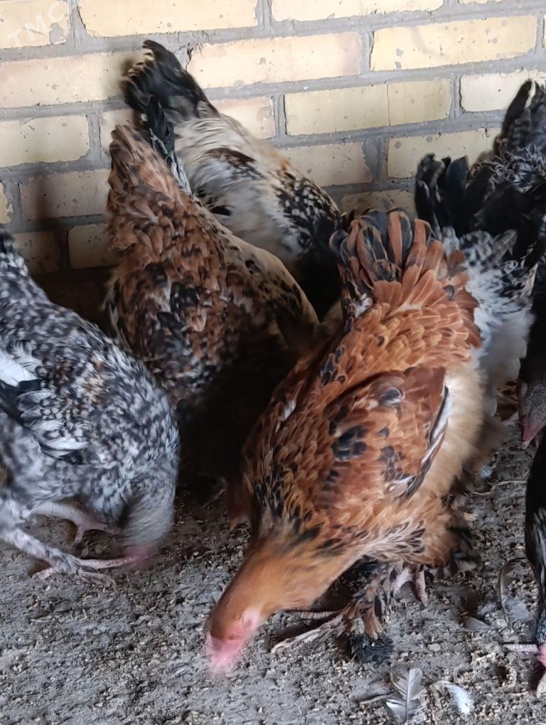 Brama Gegant towuklar - Сакар - img 6