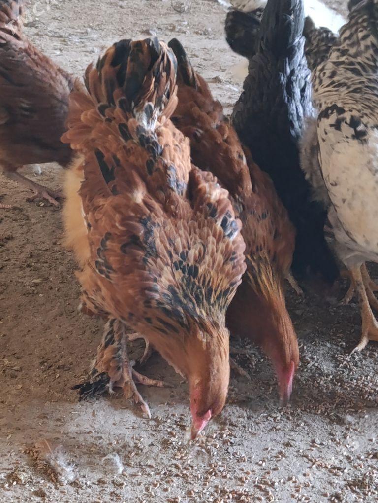 Brama Gegant towuklar - Сакар - img 3