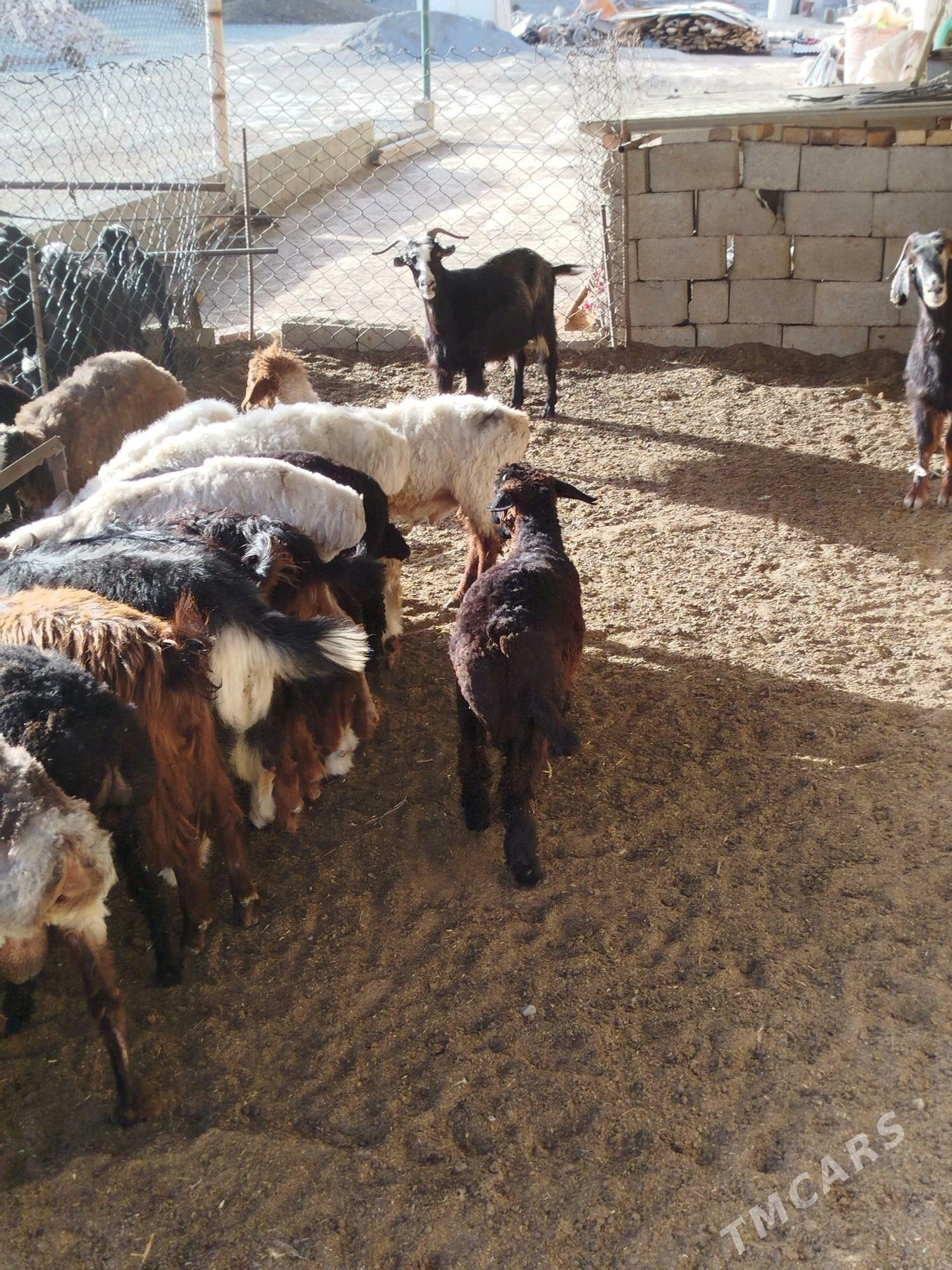 tokly hem geci hi - Gökdepe - img 2
