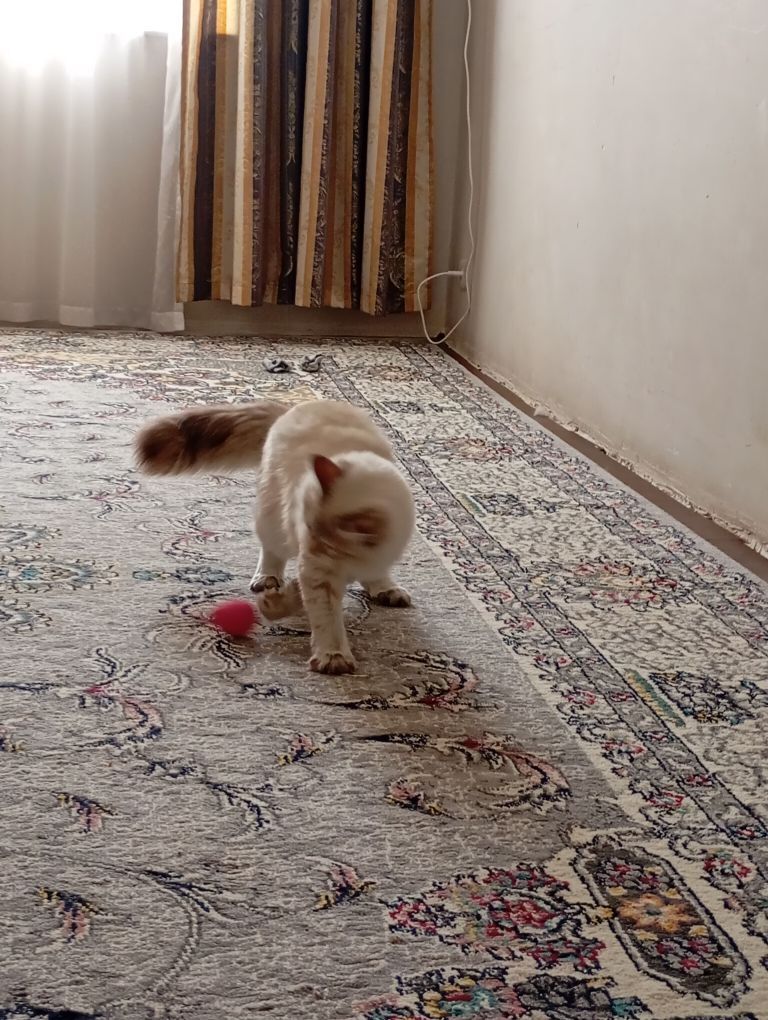 tohum pişik - Ашхабад - img 3