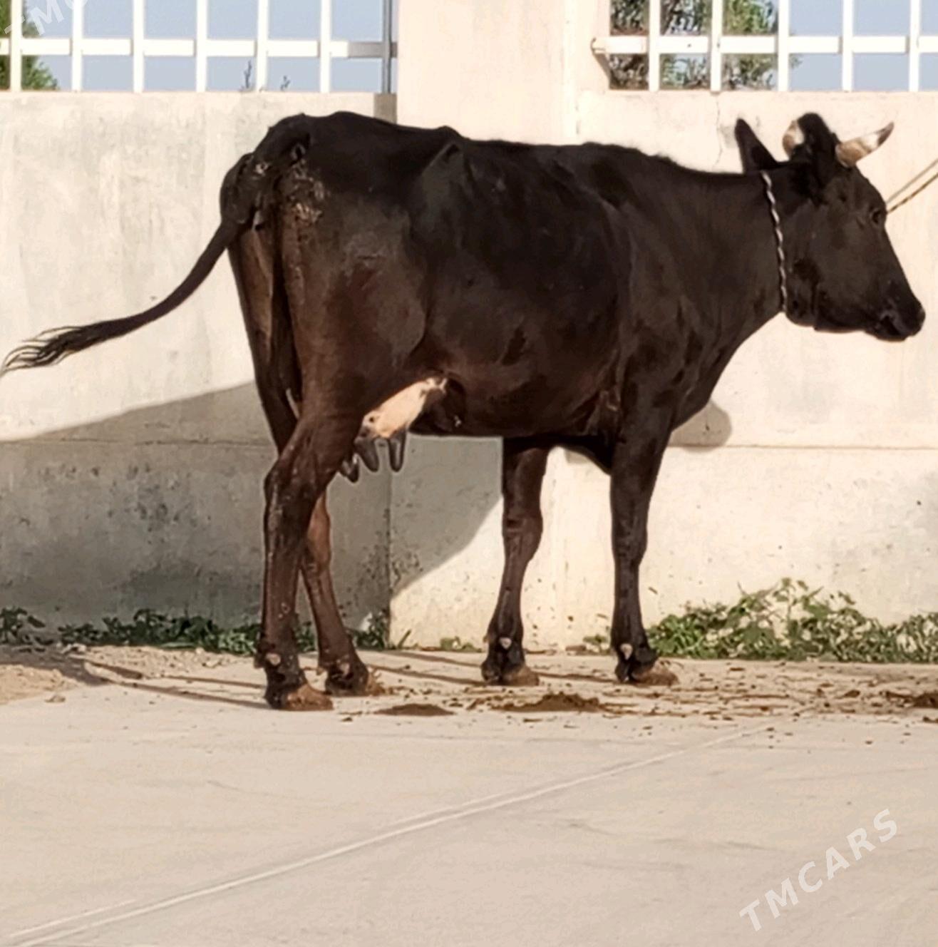 GİBRİT GÖLELİ SYGYR - Gökdepe - img 2