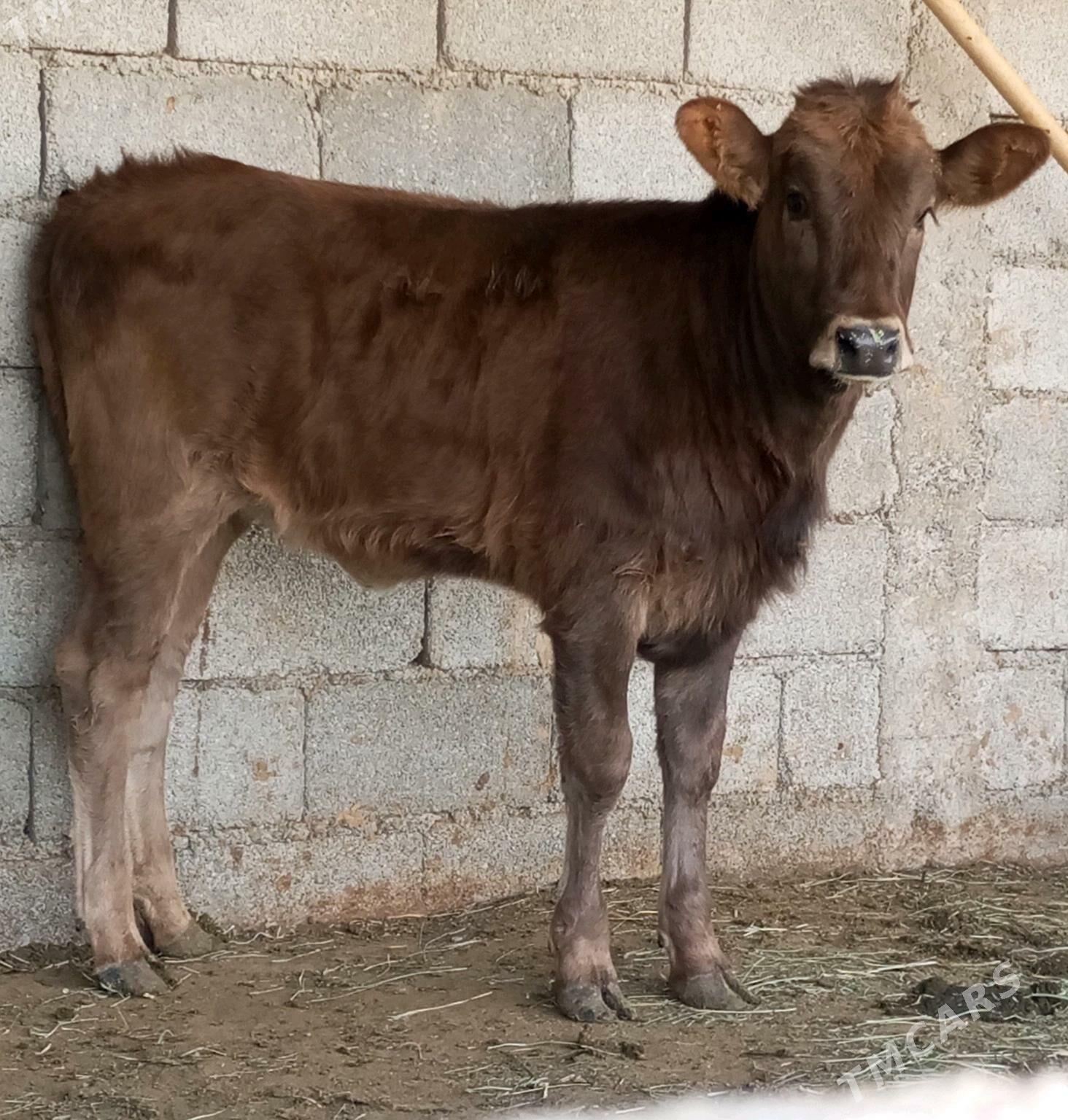 GİBRİT GÖLELİ SYGYR - Gökdepe - img 4