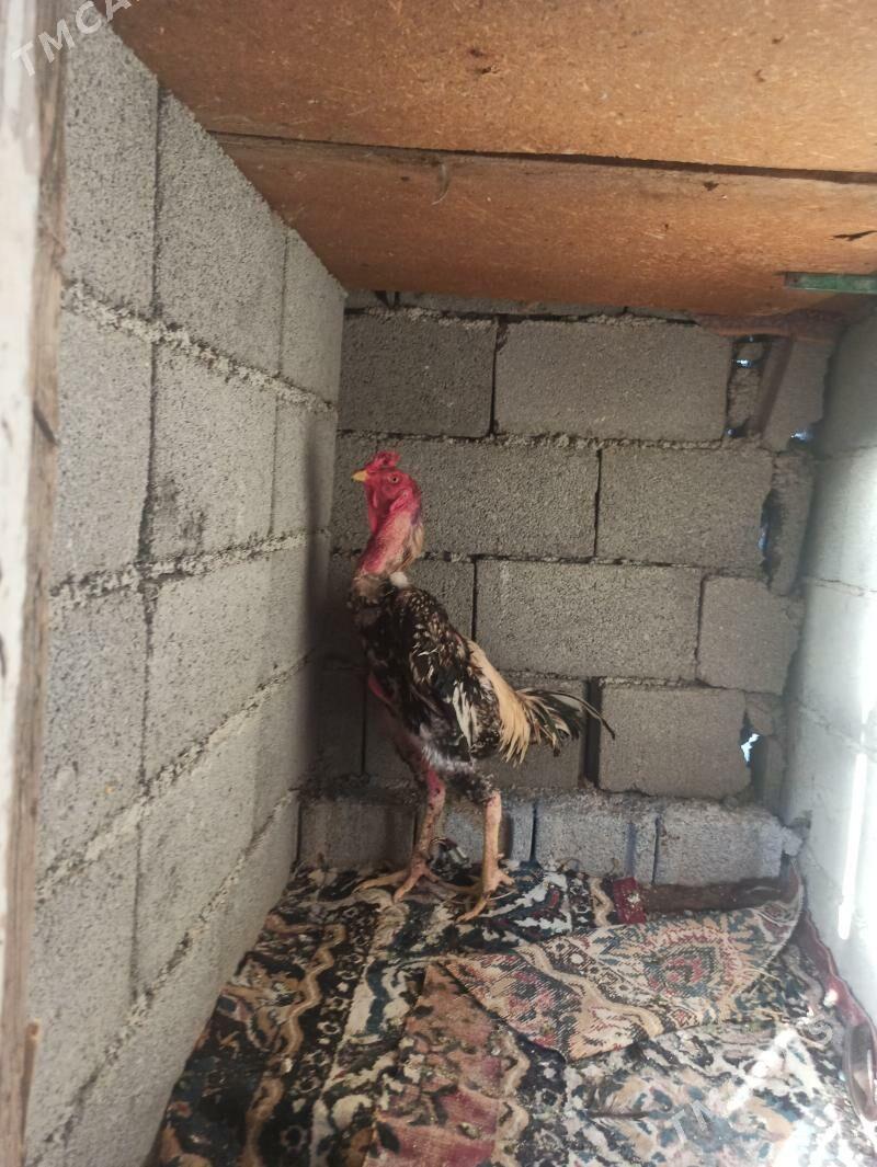 Taşkent - Ашхабад - img 3