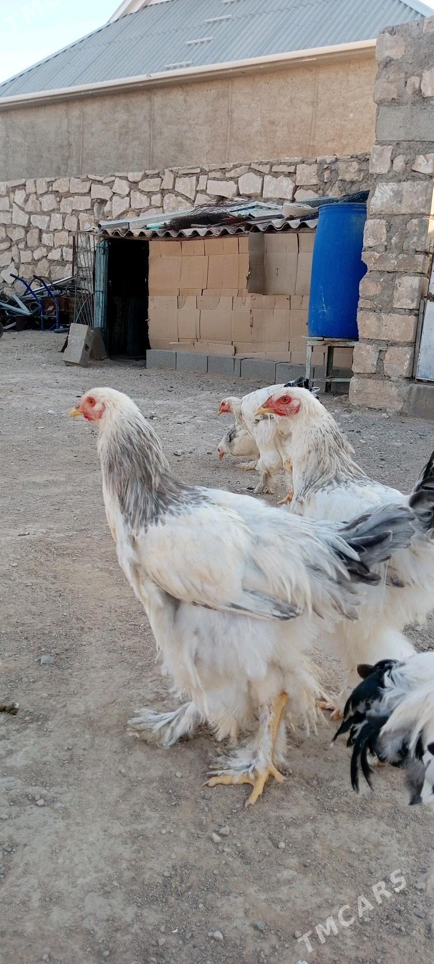 Brama gigant - Türkmenbaşy - img 2