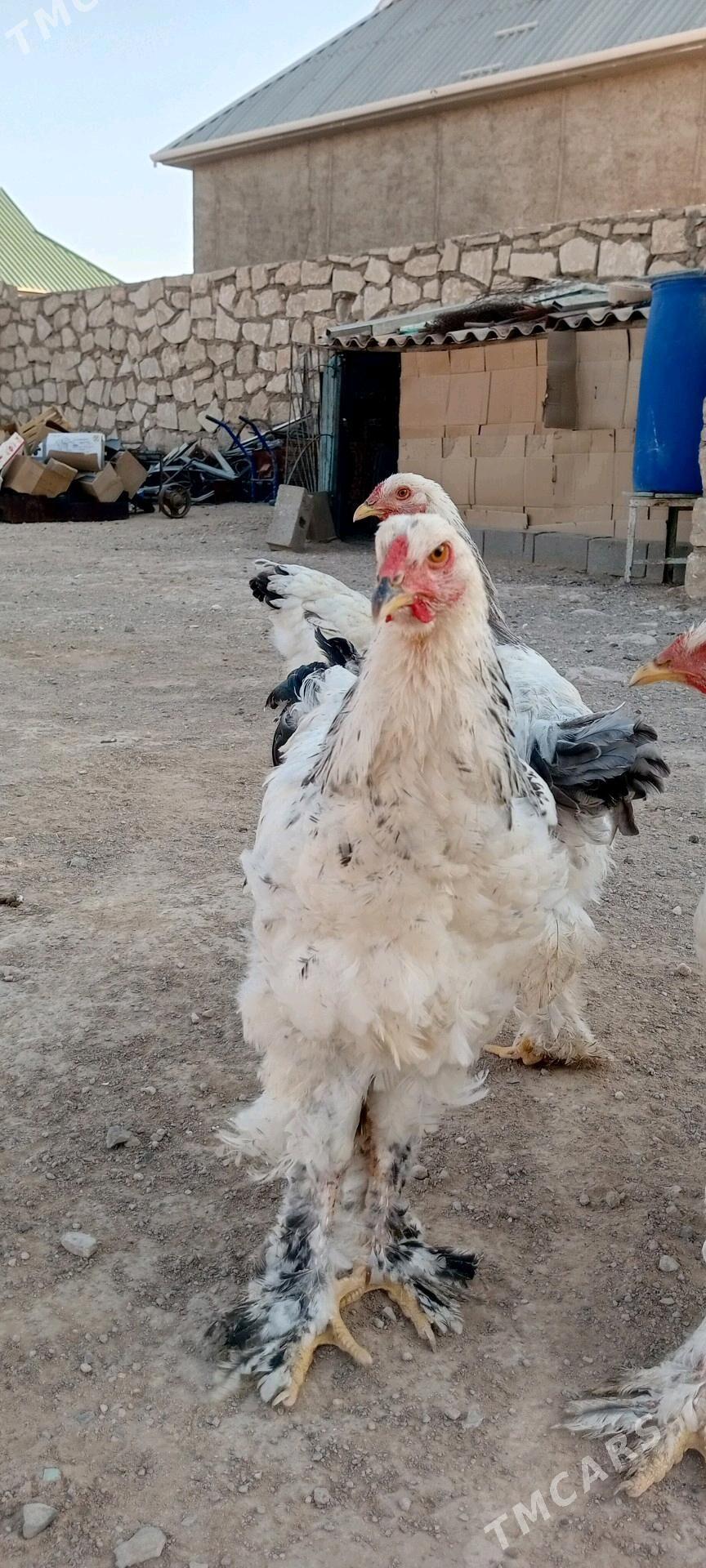 Brama gigant - Türkmenbaşy - img 3