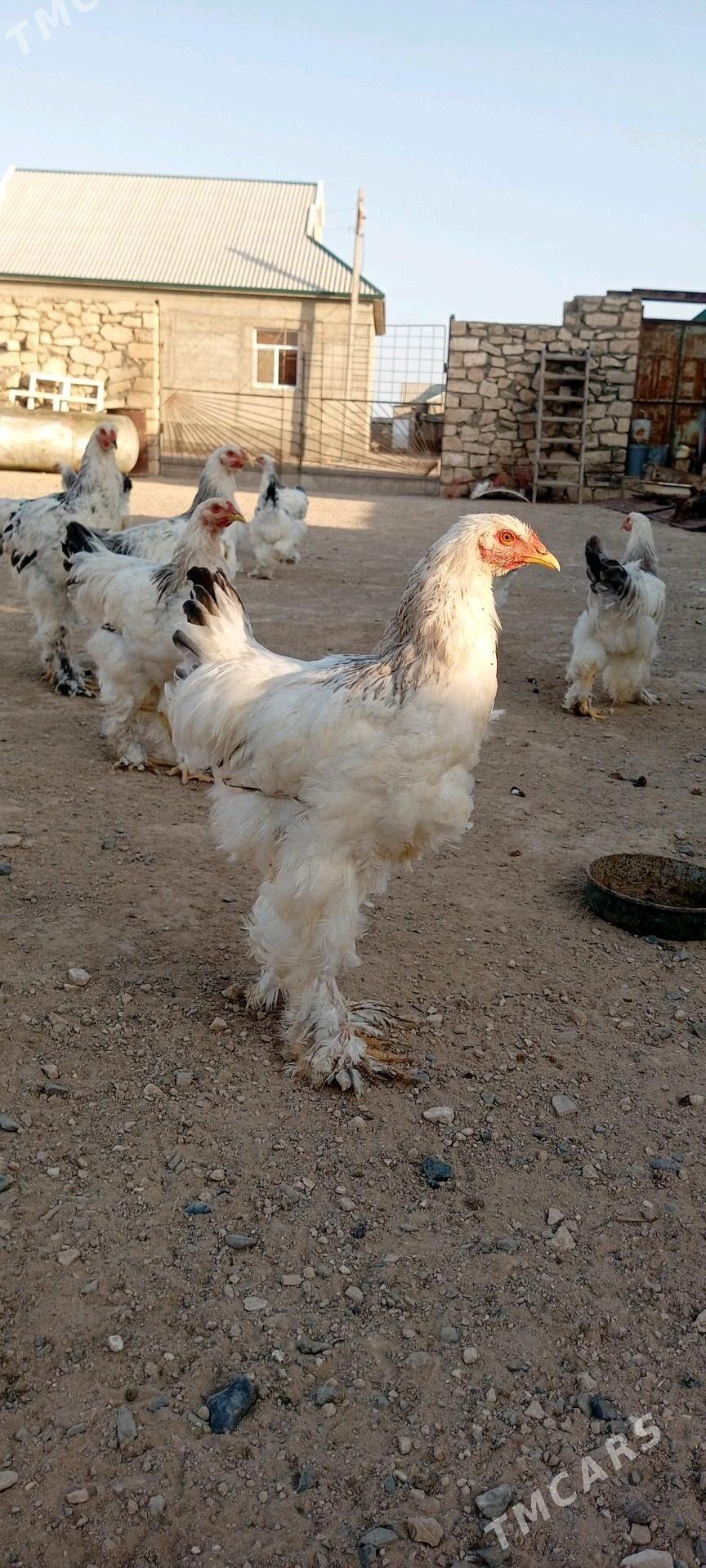 Brama gigant - Türkmenbaşy - img 7