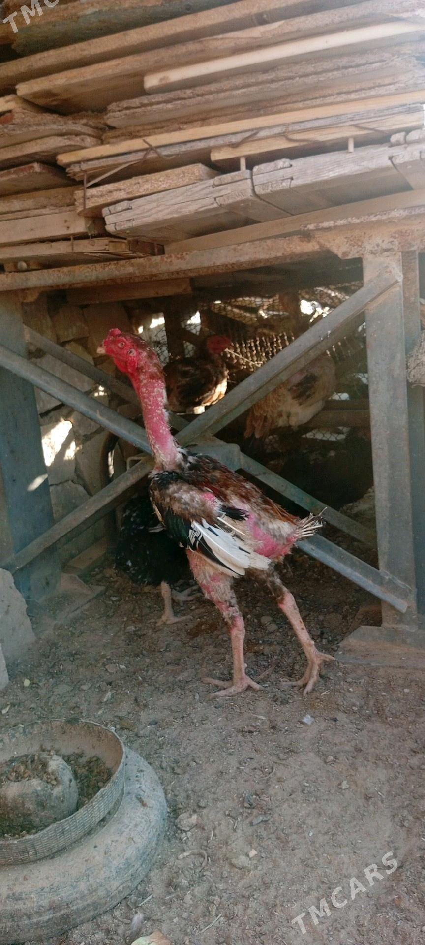 taskent towuk - Türkmenbaşy - img 2