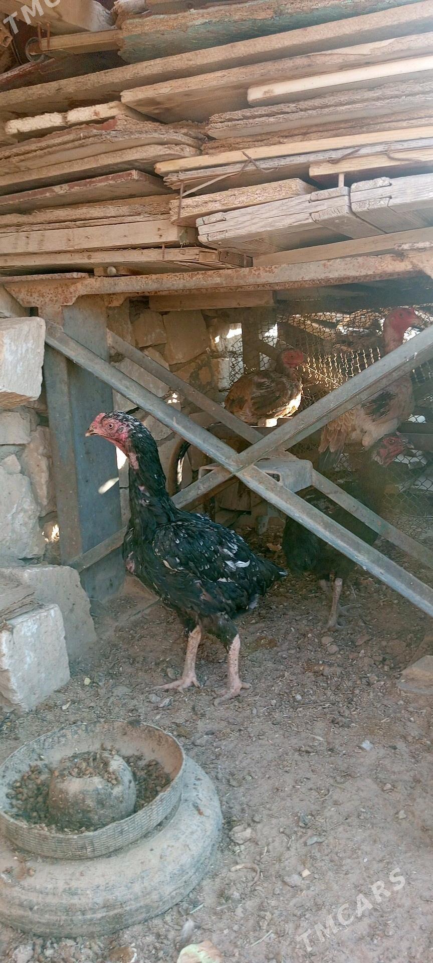 taskent towuk - Türkmenbaşy - img 3