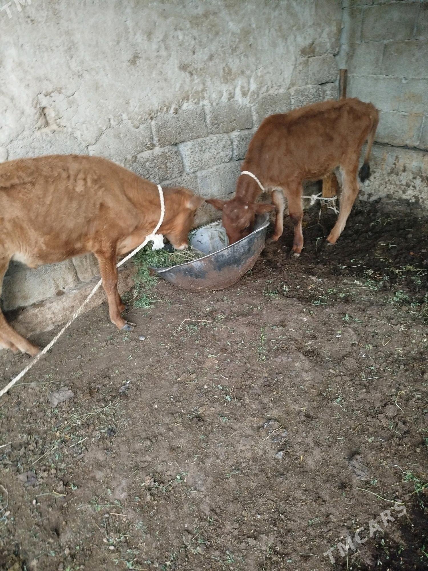 okuzçe - Garadamak - img 2