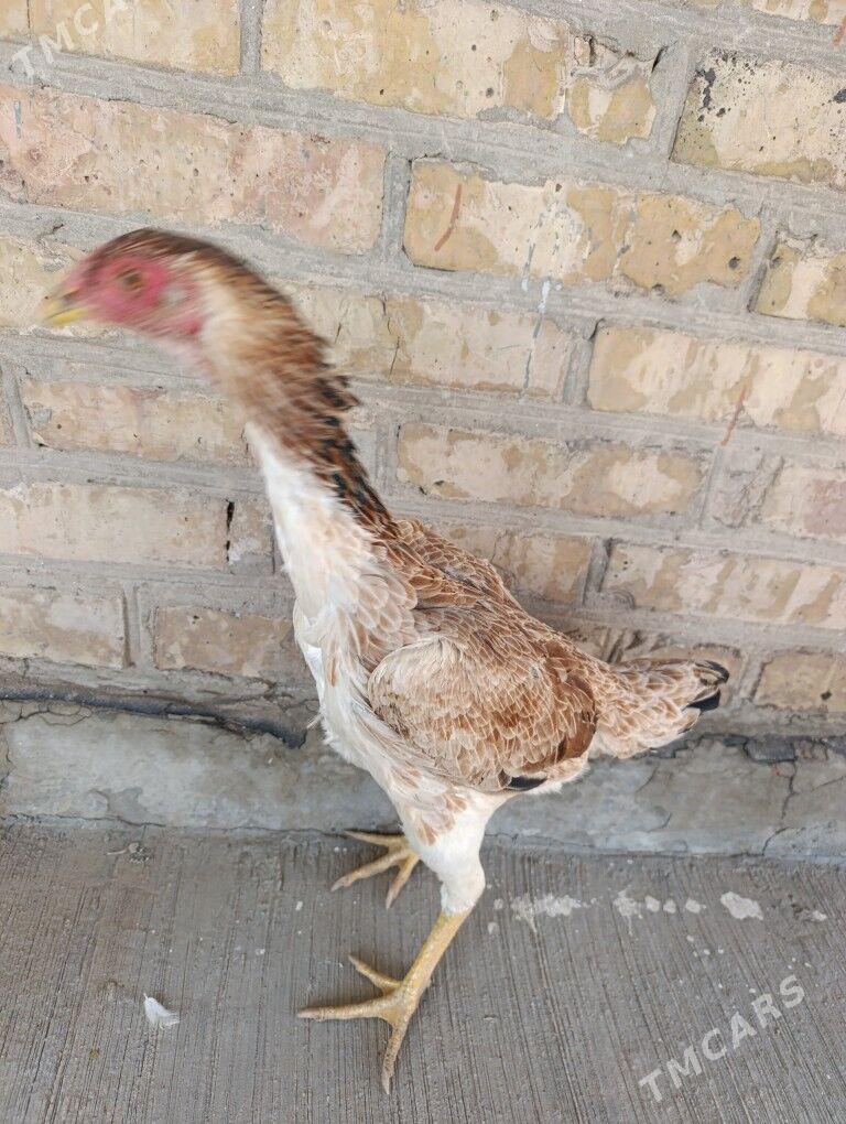 Baysowyy towuklar. - Türkmenabat - img 2