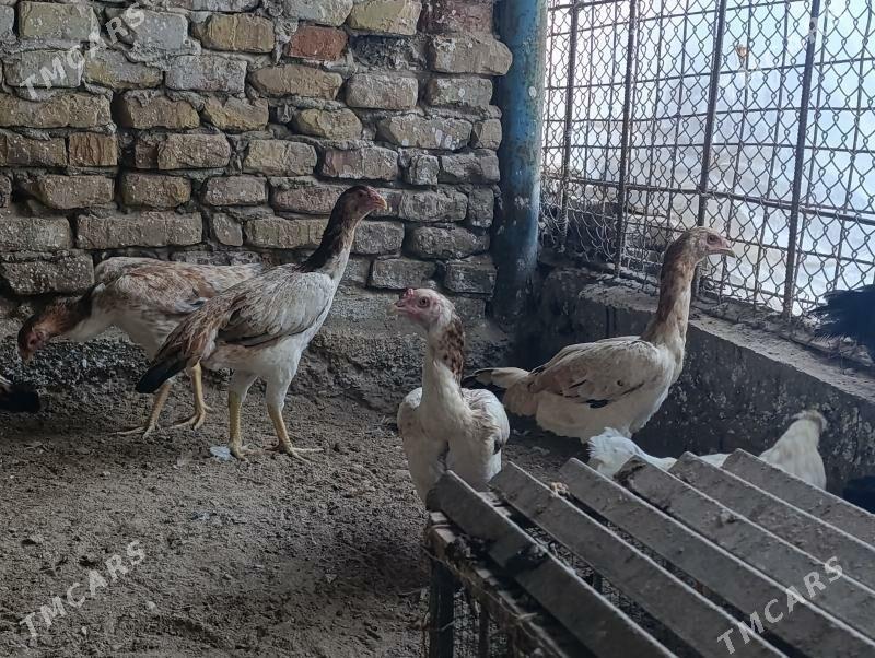 Baysowyy towuklar. - Türkmenabat - img 11