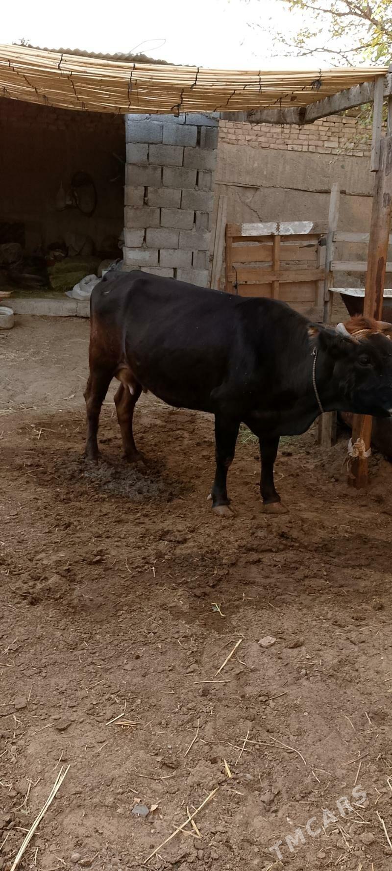 Sygyr - Çoganly - img 2