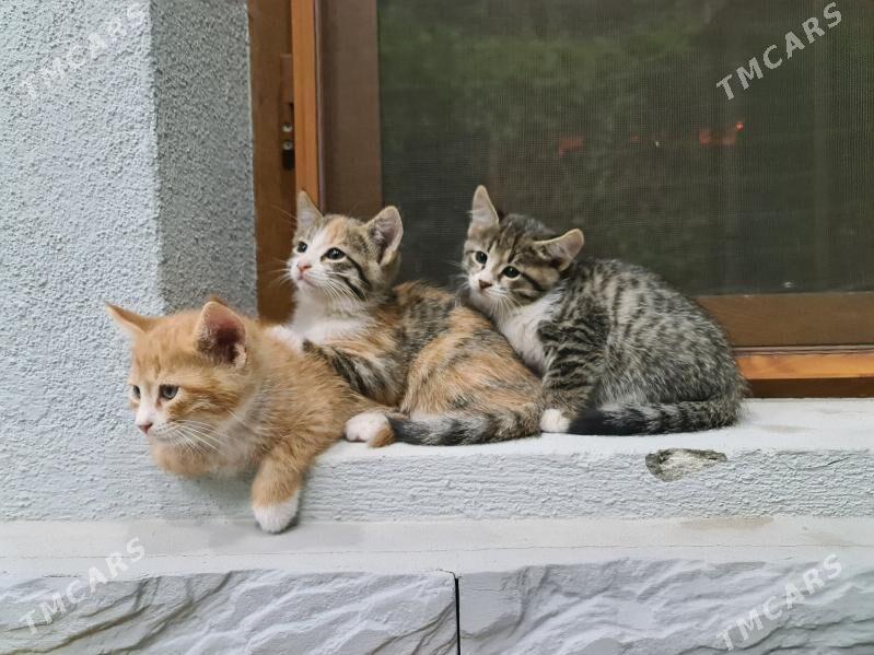 pişik котята - Ашхабад - img 1