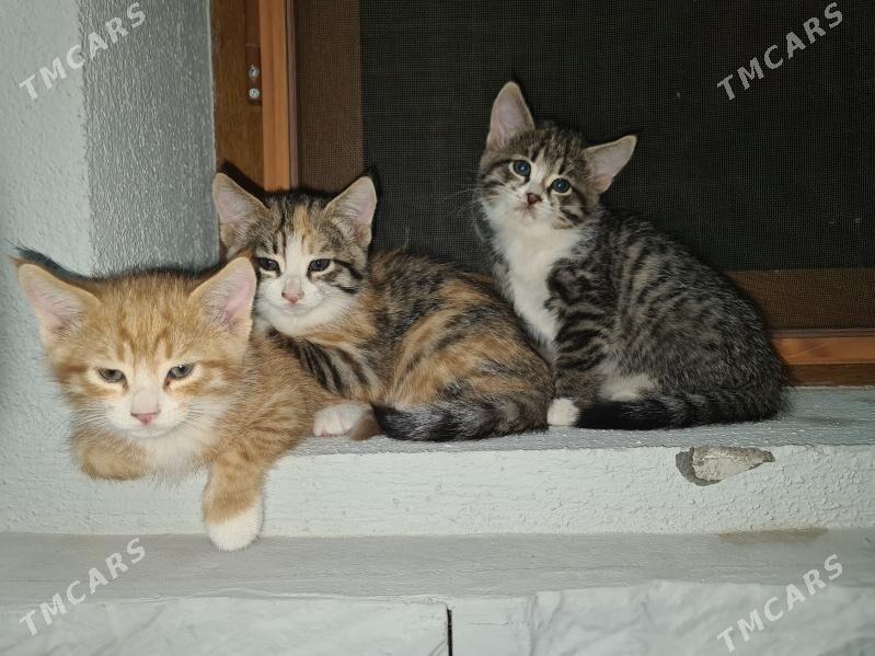 pişik котята - Ашхабад - img 3