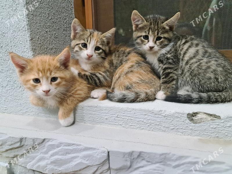 pişik котята - Ашхабад - img 5