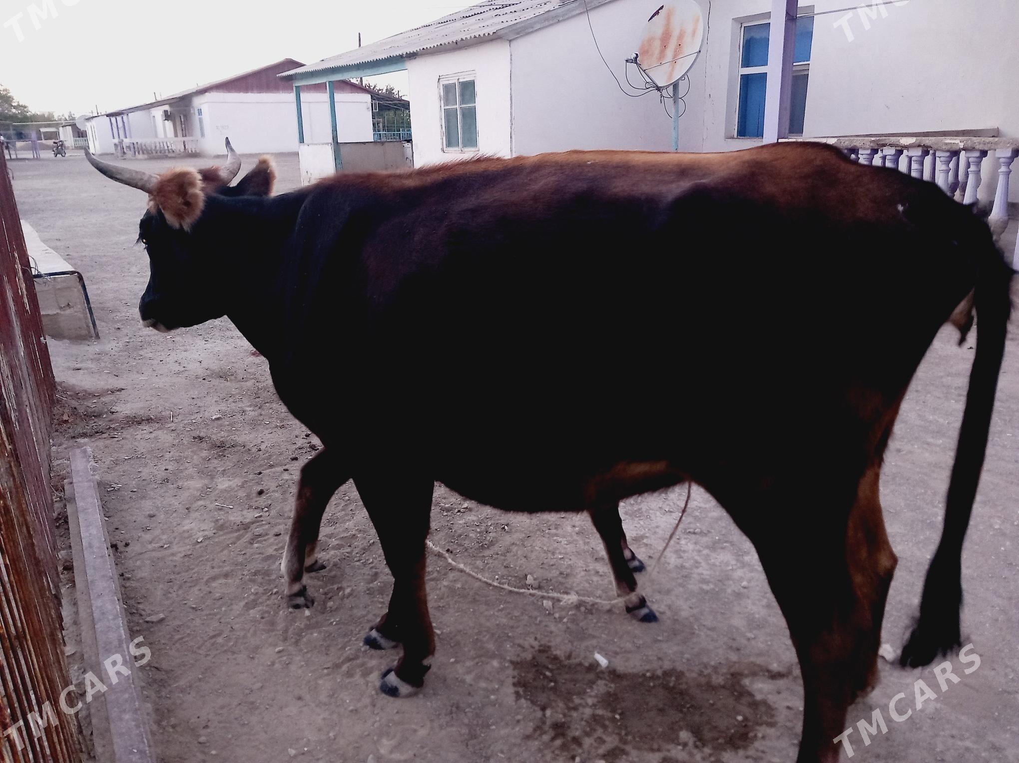 sygyr - Bereket - img 2