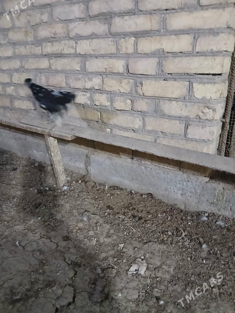 Karlik 5 aylyk indi tohuma gir - Туркменабат - img 3