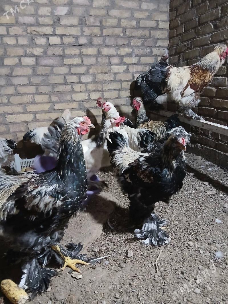 arasa brama xorazlar 6 aylyk - Türkmenabat - img 4