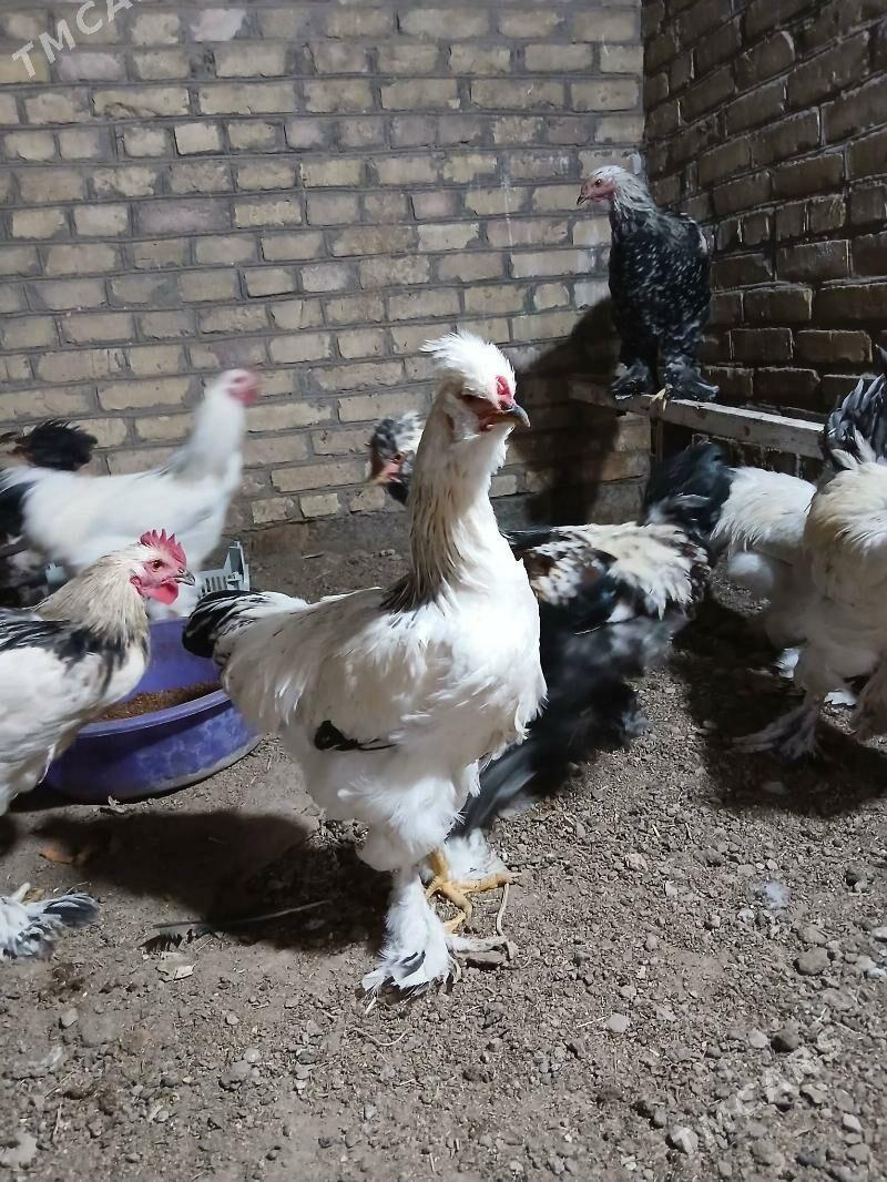 arasa brama xorazlar 6 aylyk - Türkmenabat - img 5
