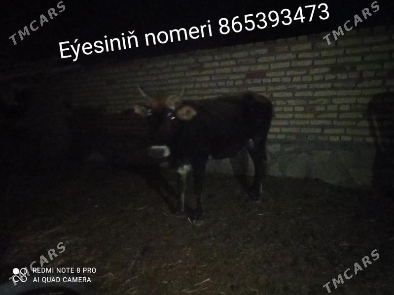 sygyrlar 2 sany eýesiniň nomer - Bereket - img 2
