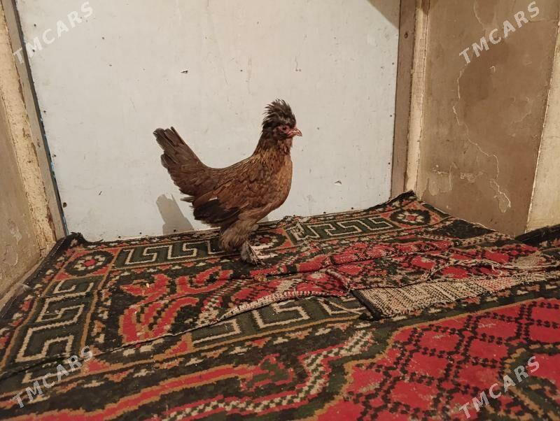 Troyka karlik arginal - Türkmenabat - img 5