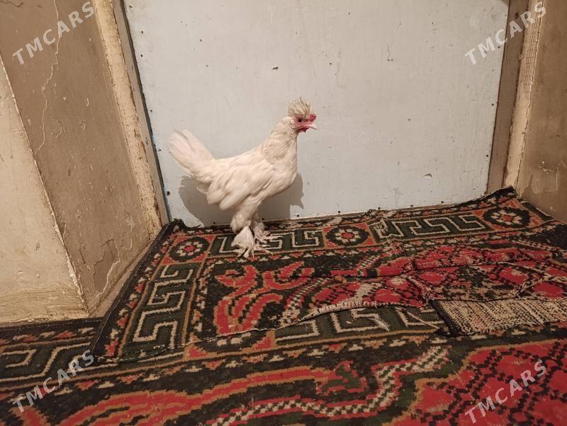 Troyka karlik arginal - Türkmenabat - img 3