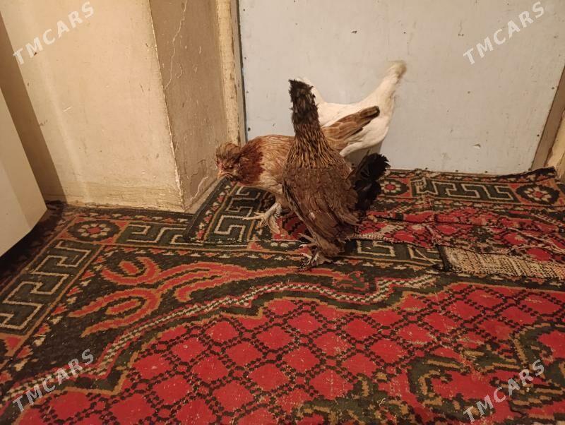 Troyka karlik arginal - Türkmenabat - img 4