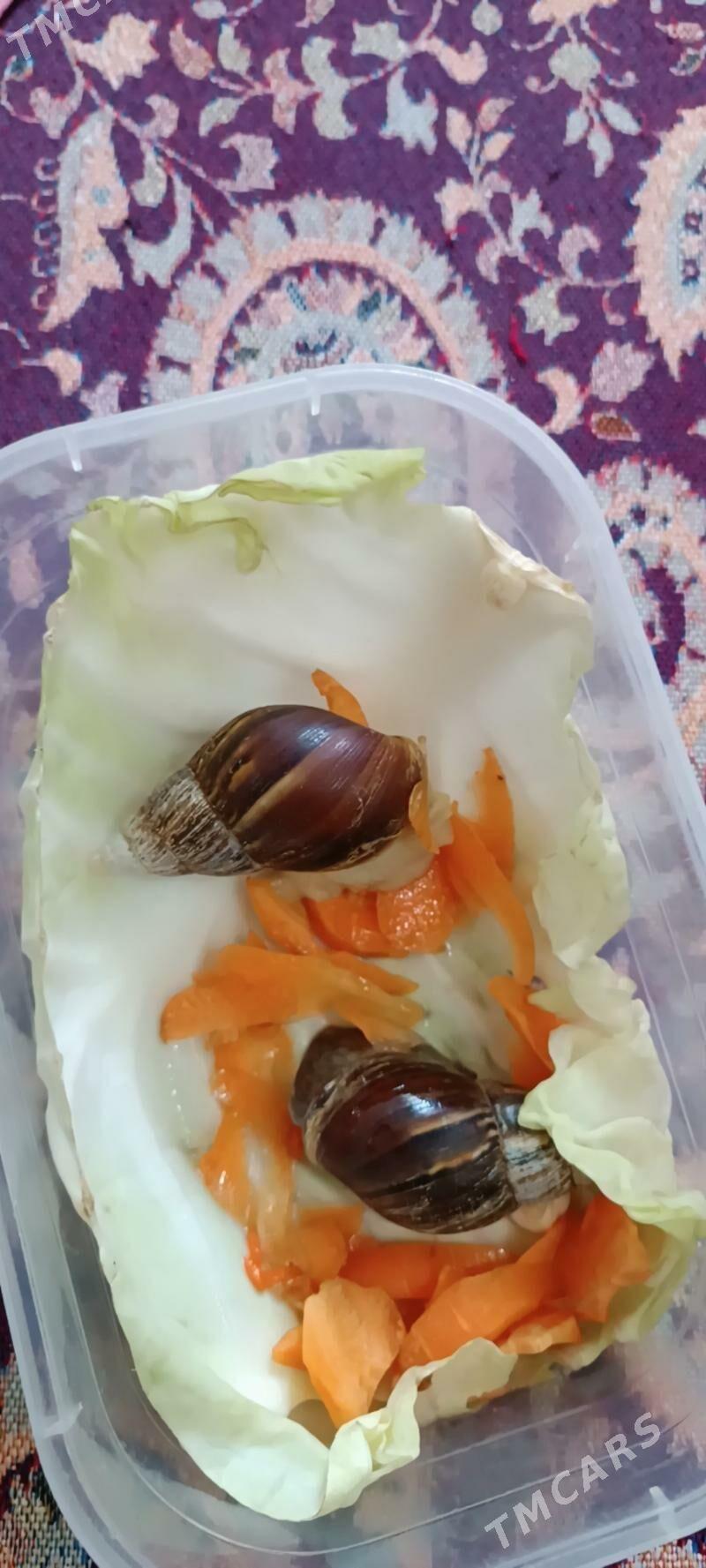 ulitka - Sarahs - img 2