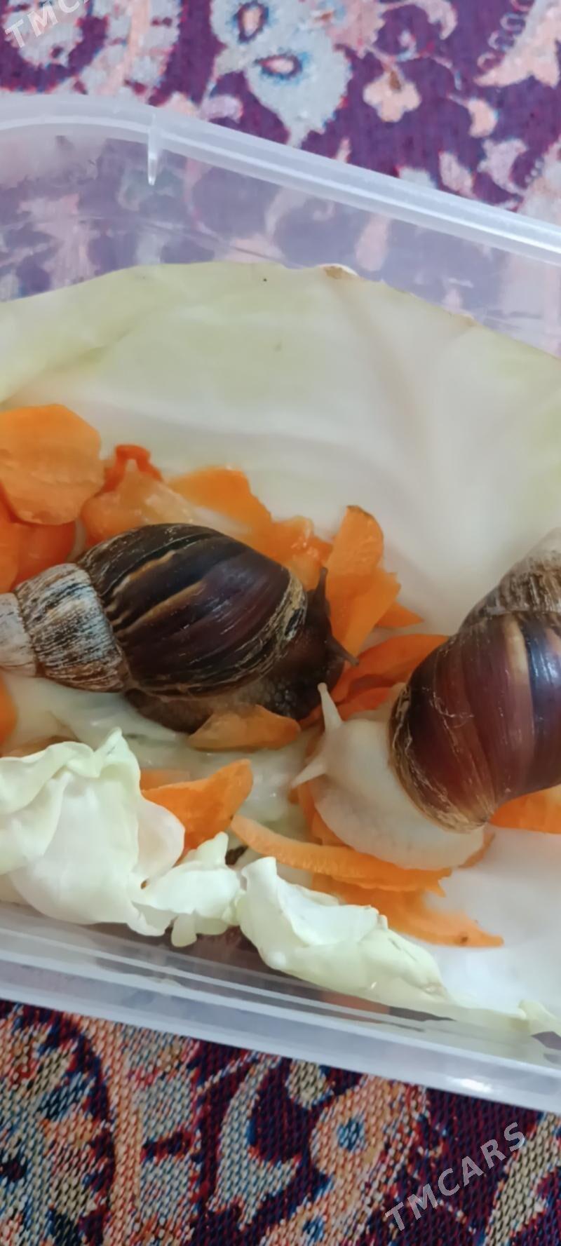 ulitka - Sarahs - img 4