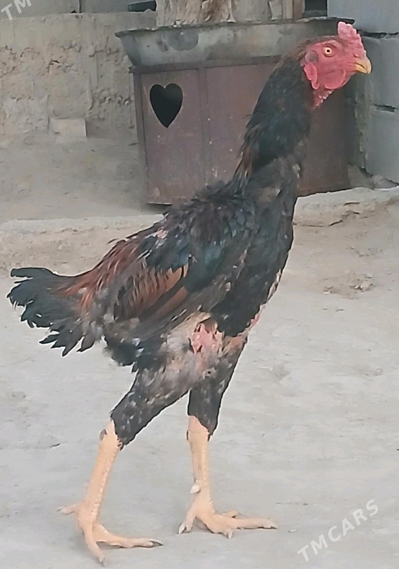 taşkent - Херрикгала - img 2