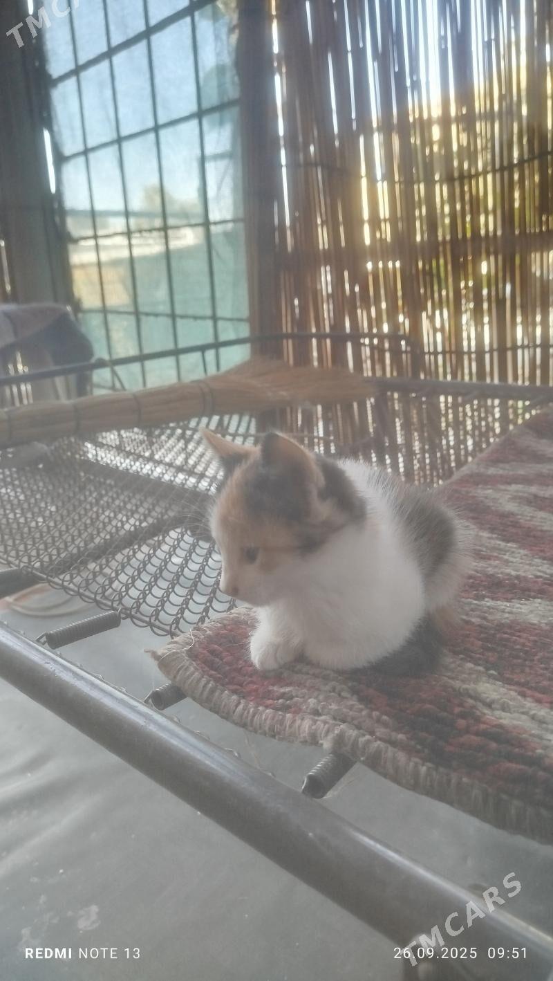 Котёнок девочка - Mary - img 2