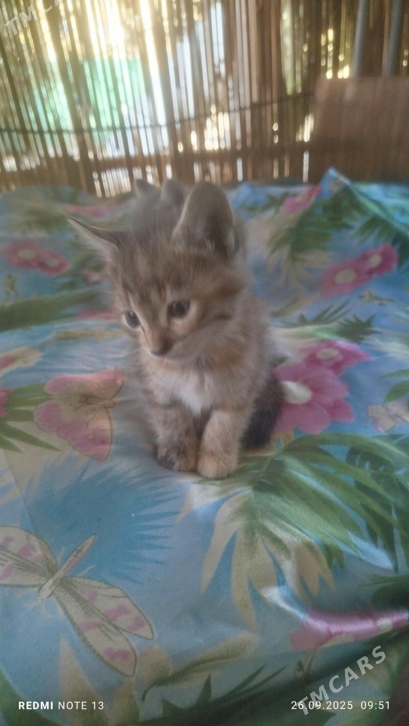 котёнок девочка - Mary - img 2