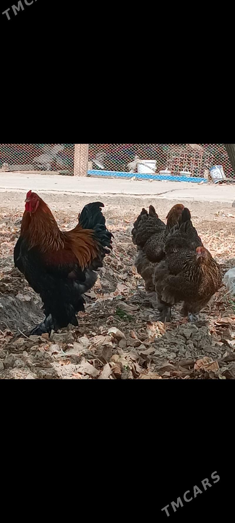 брама голд туркун товги  юмртг - Мары - img 2