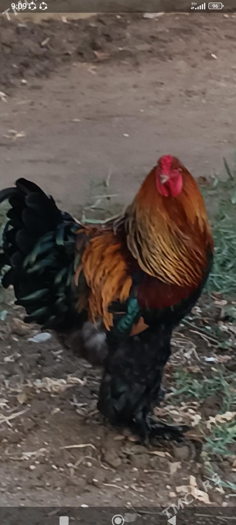 брама голд туркун товги юмртг - Мары - img 1