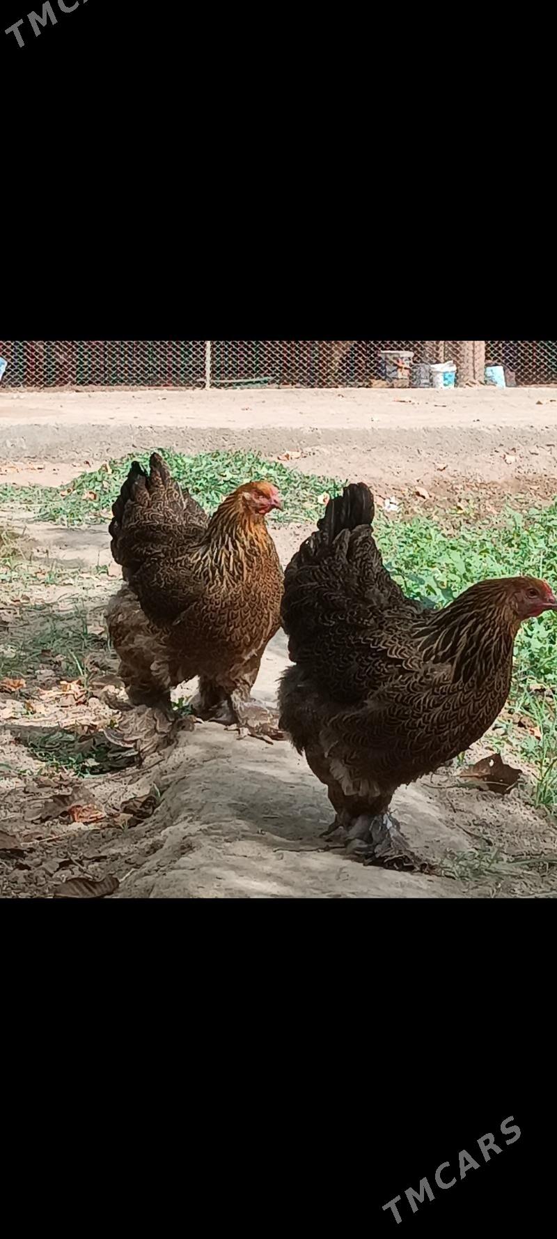 брама голд туркун товги  юмртг - Мары - img 3