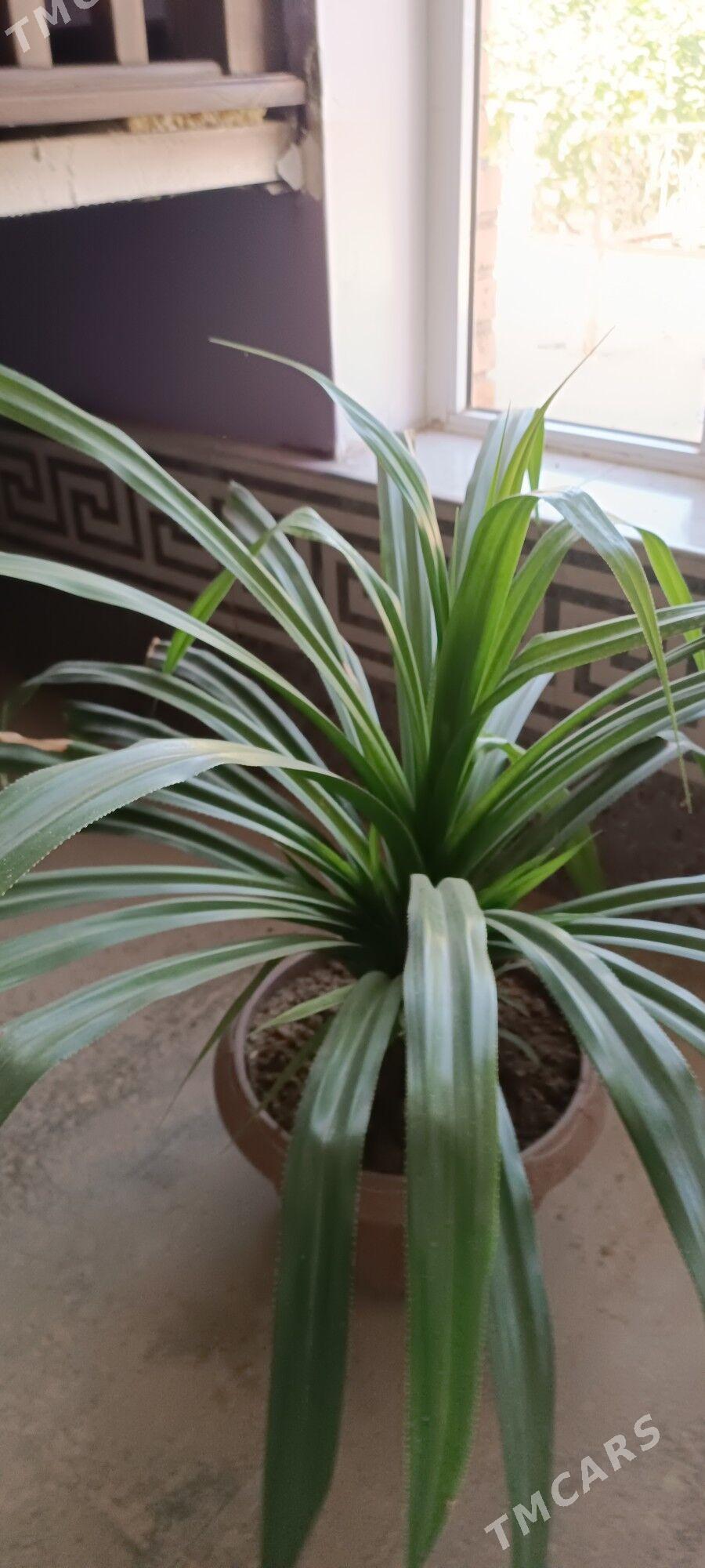 Gul - Türkmenabat - img 2