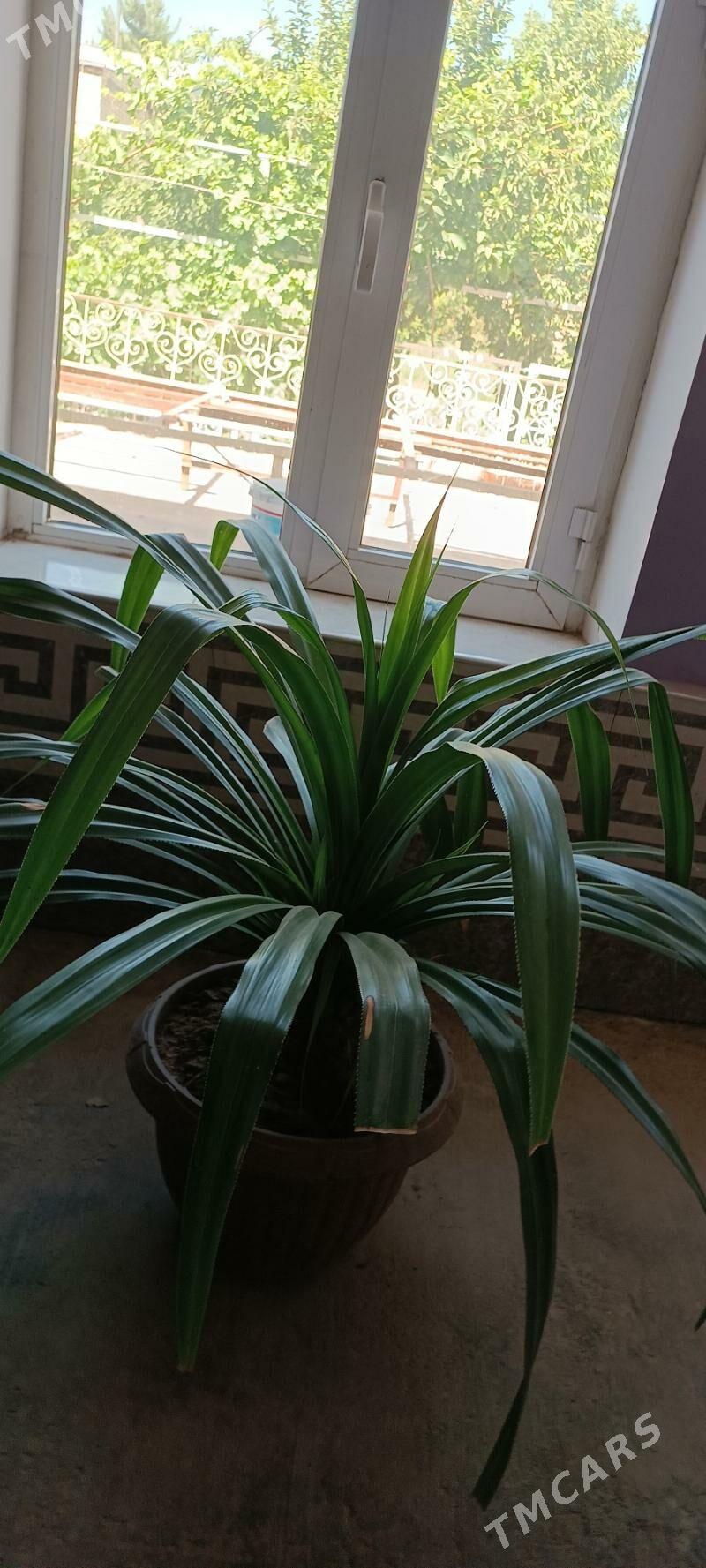 Gul - Türkmenabat - img 3