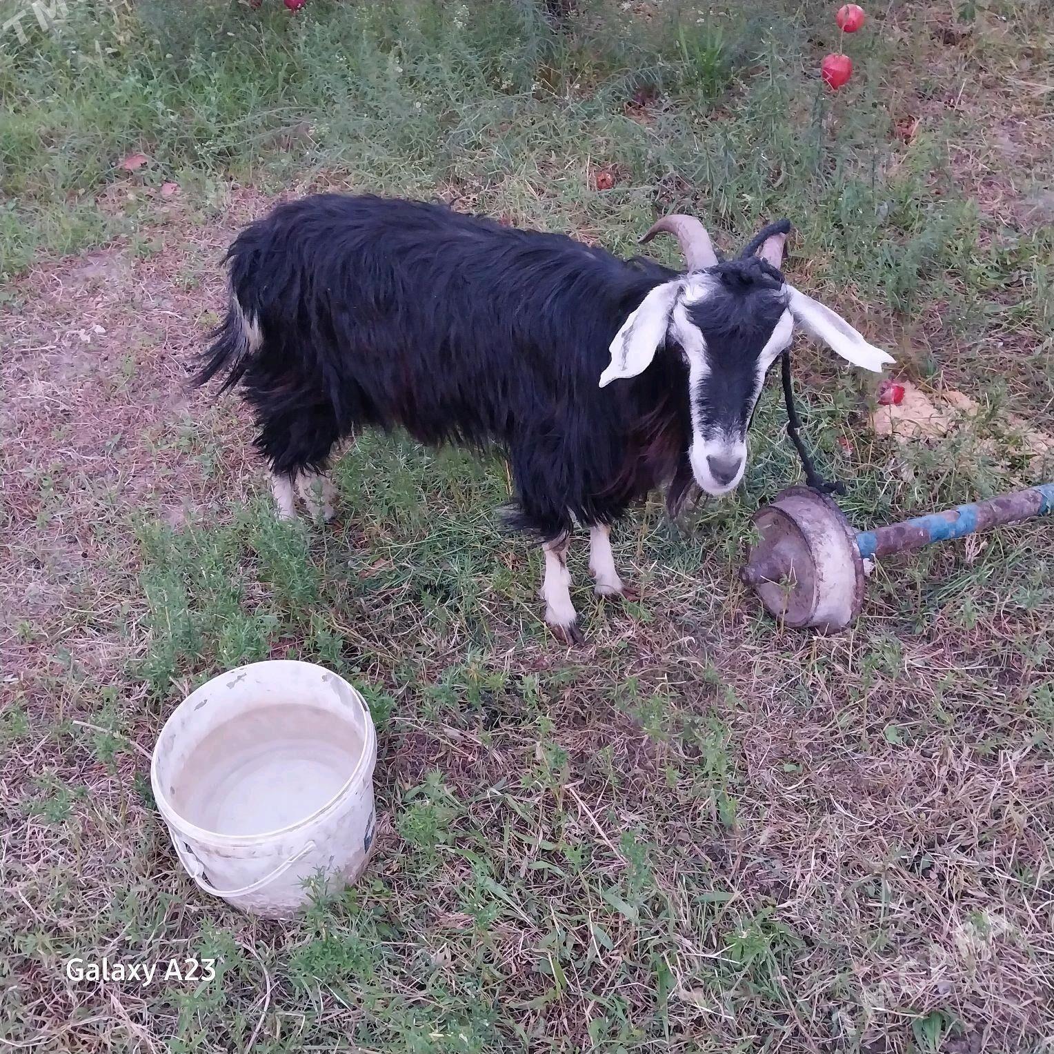 gysyr,doğ geçiler - Köşi - img 3