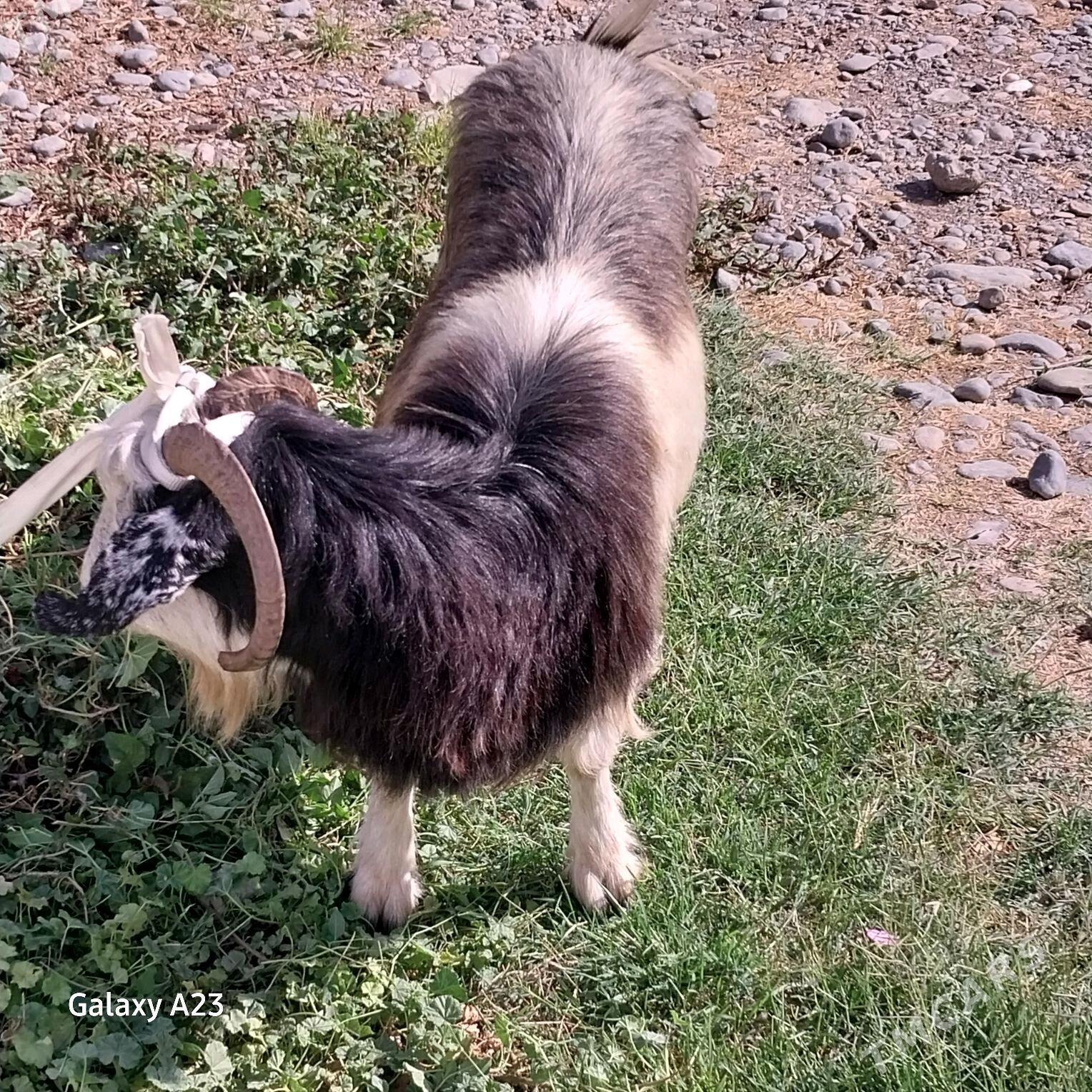 gysyr,doğ geçiler - Köşi - img 4