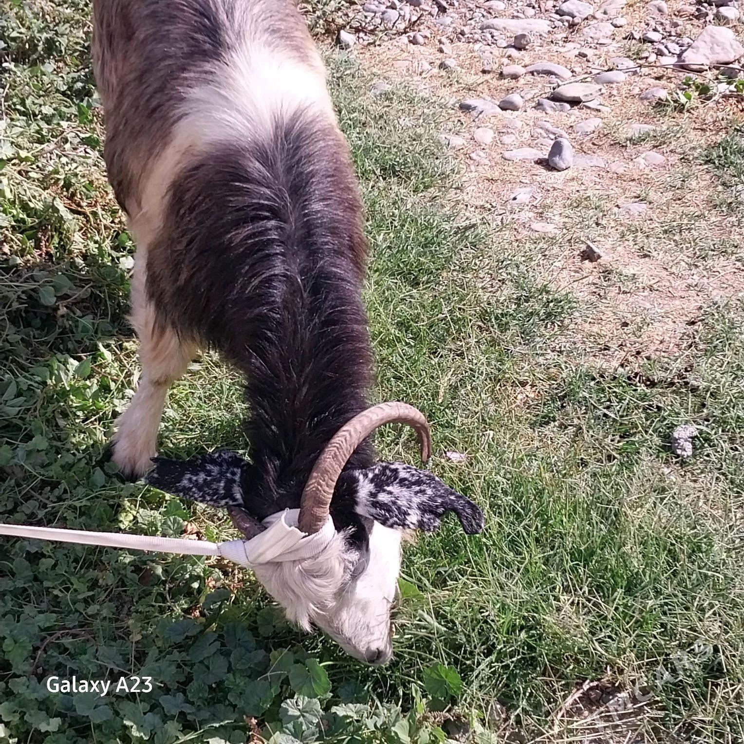 gysyr,doğ geçiler - Köşi - img 2