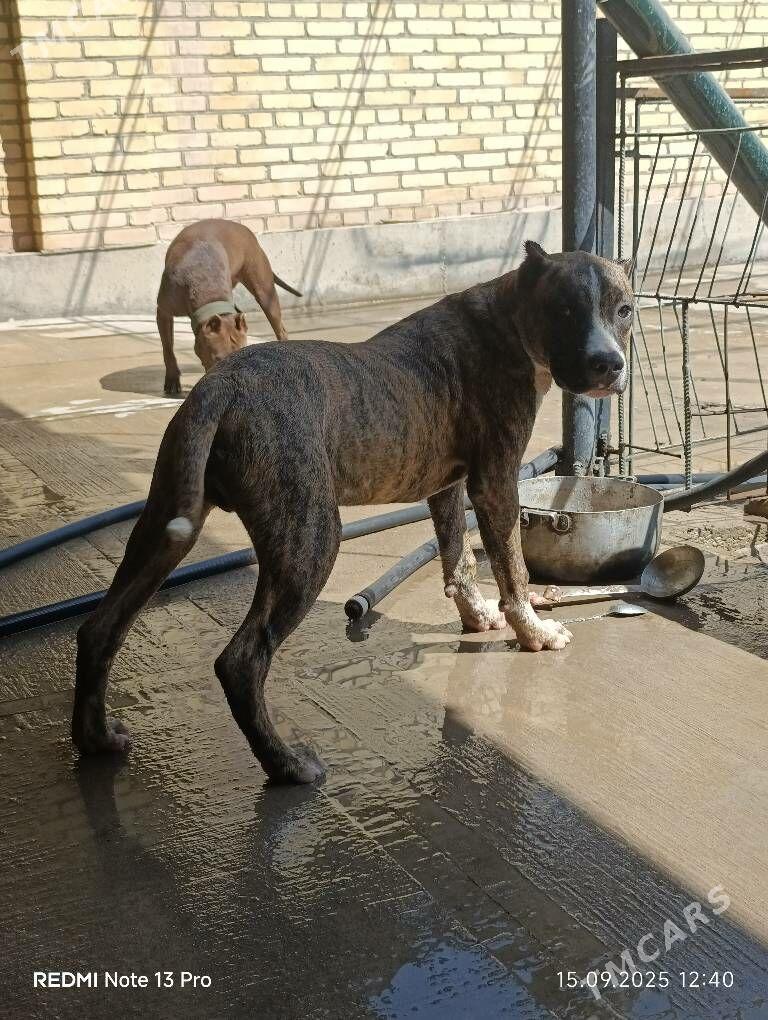 stafford - Саят - img 4