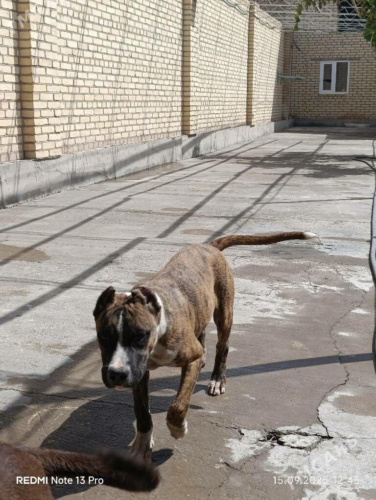 stafford - Саят - img 6