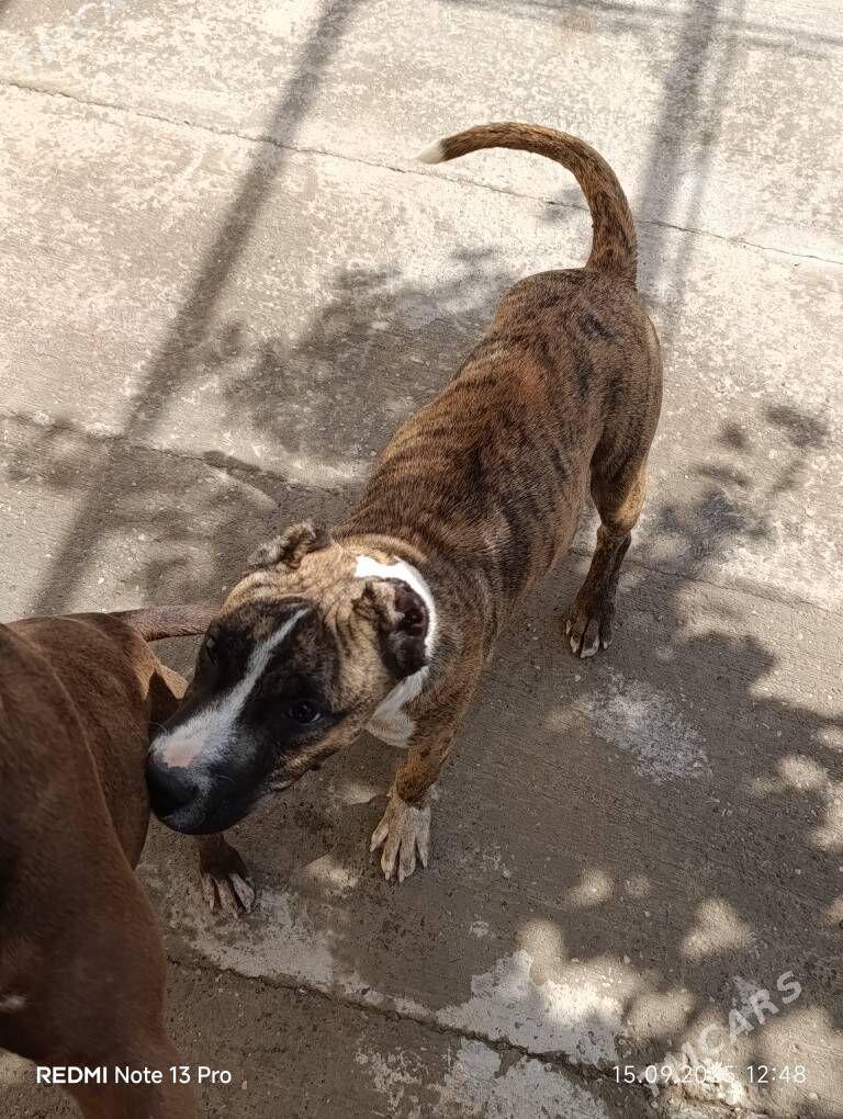 stafford - Саят - img 9