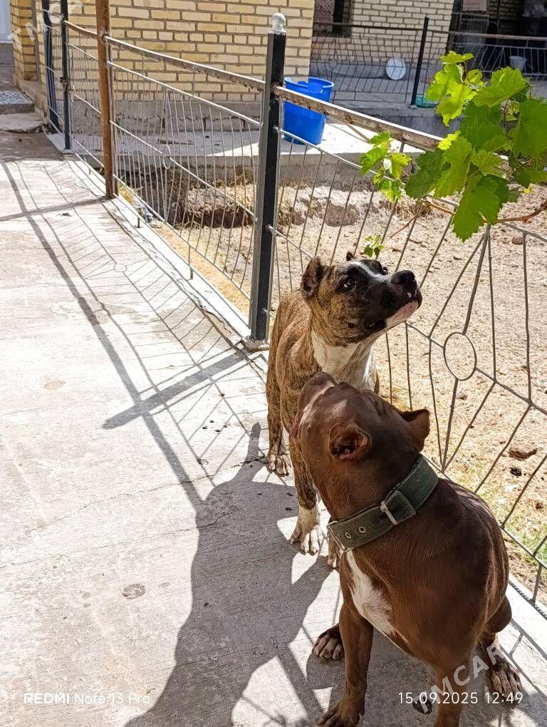 stafford - Саят - img 1