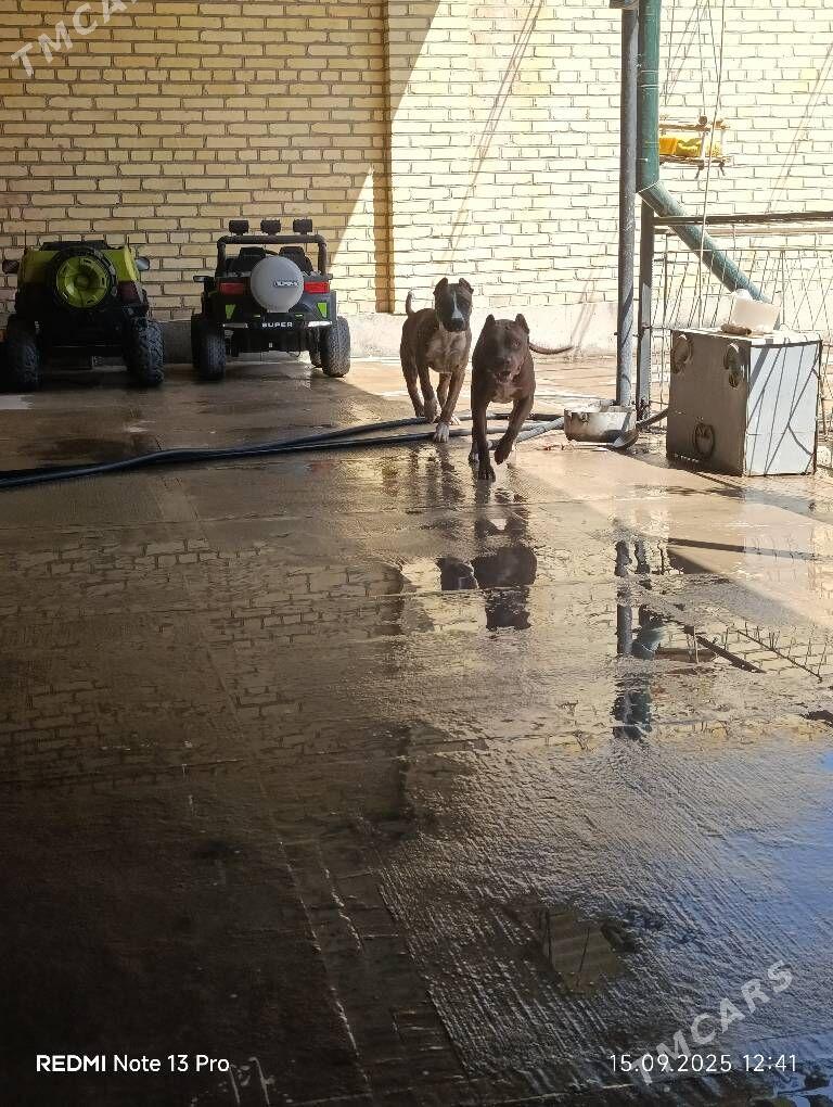 stafford - Саят - img 3