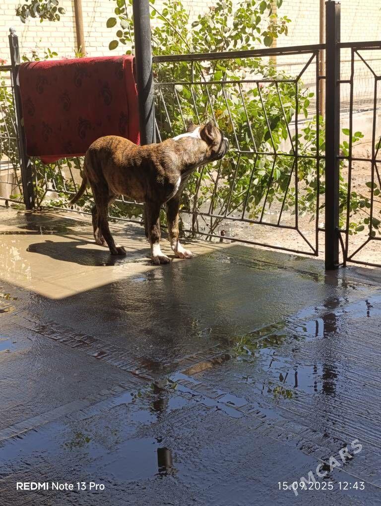 stafford - Саят - img 5