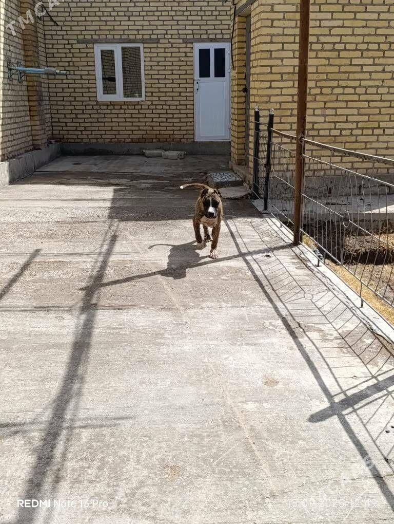 stafford - Саят - img 2