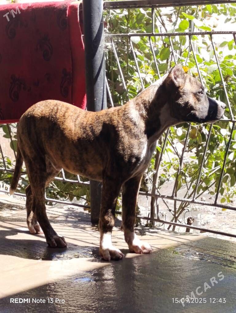 stafford - Саят - img 8