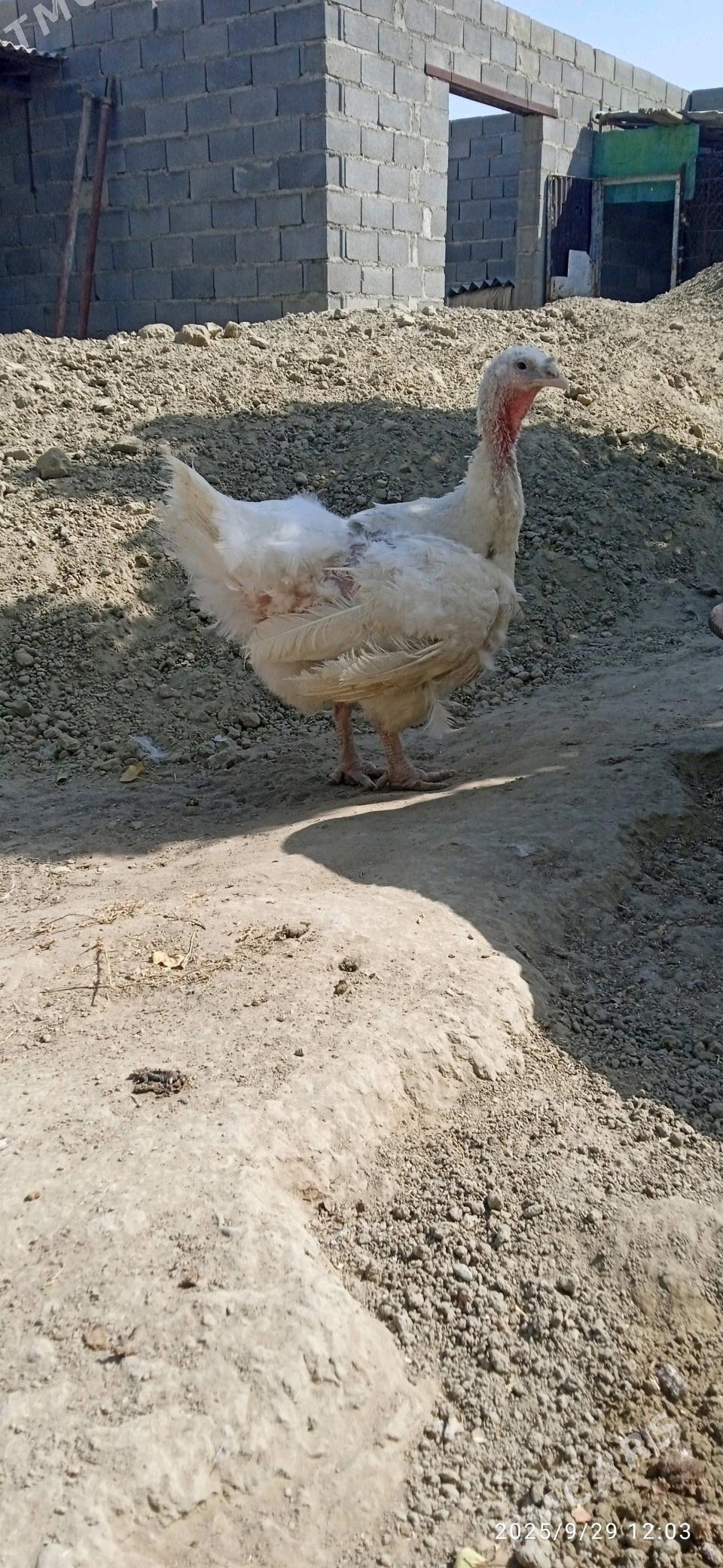 Gigant induk big 6. - Бахарден - img 3