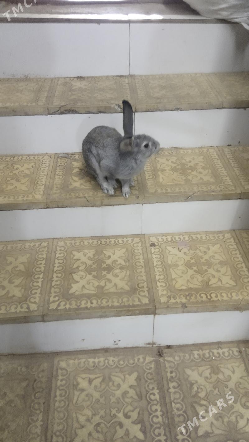 товшан кролик - Дашогуз - img 2